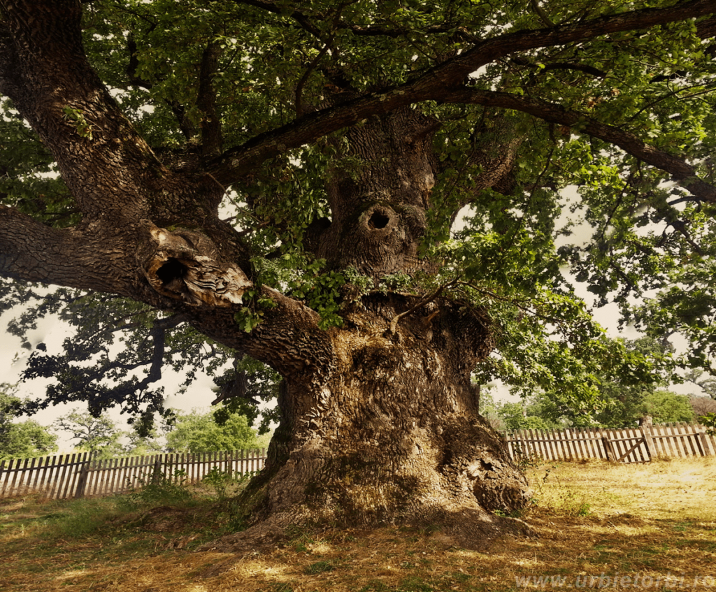 Mercheasa's Oak ( Stejarul de la Mercheasa )